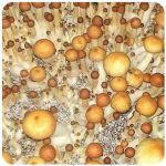 Псилоцибиновые (галлюциногенные)  грибы Psilocybin "Golden Teacher" в Горячеводском