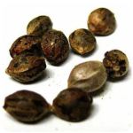 Семена марихуаны АК-47  (Seeds AK-47) в Горячеводском